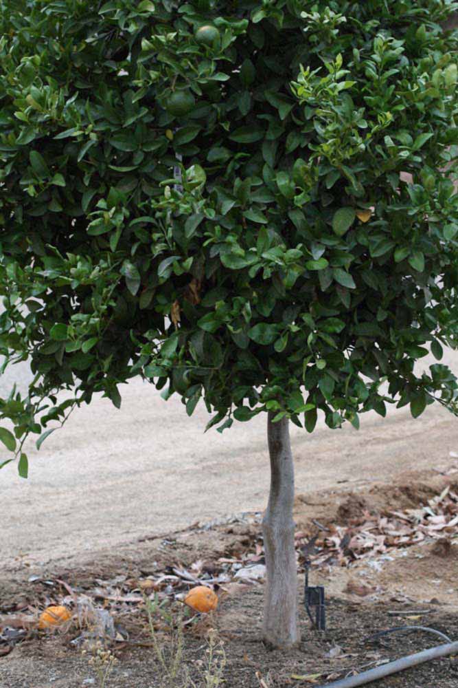            Habit (Riverside, CA)   